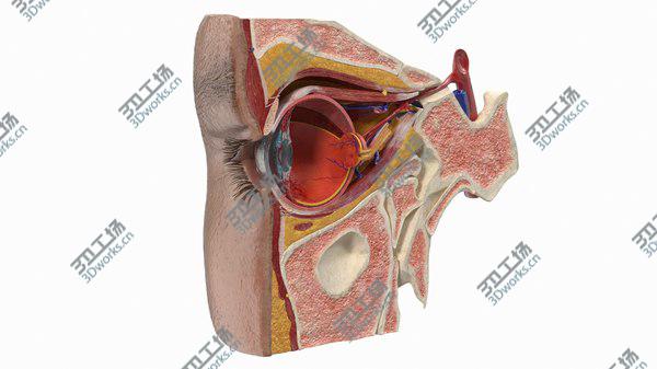 images/goods_img/20210312/3D model Eye Anatomy Cross-Section Right/2.jpg